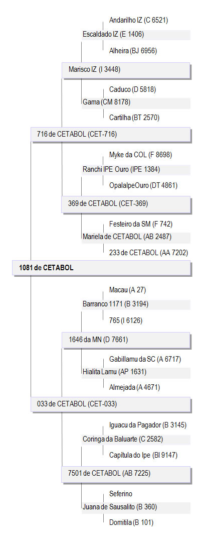 genealogia1081