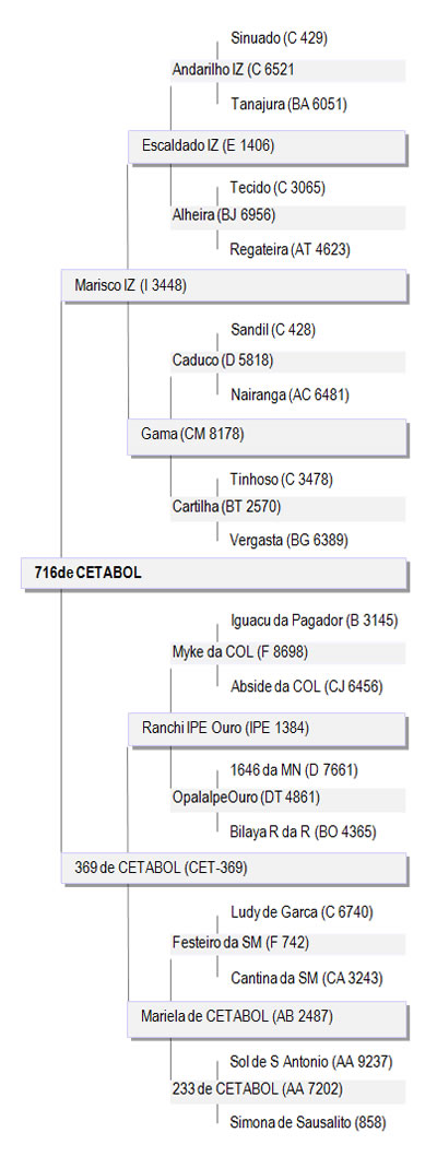 genealogia716
