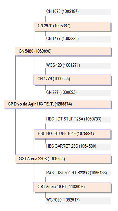 genealogiaDivo