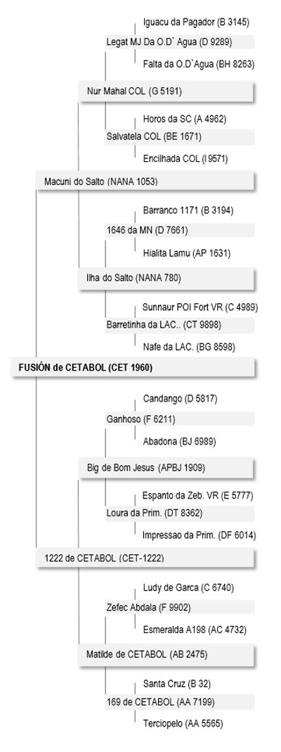 genealogiaFusion