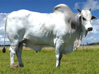 CET-1081-TOP-1%