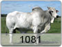 CET-1081