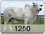 CET-1250