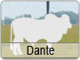 CET-Dante