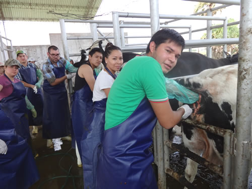 Durante la práctica de traspaso de la insemineta