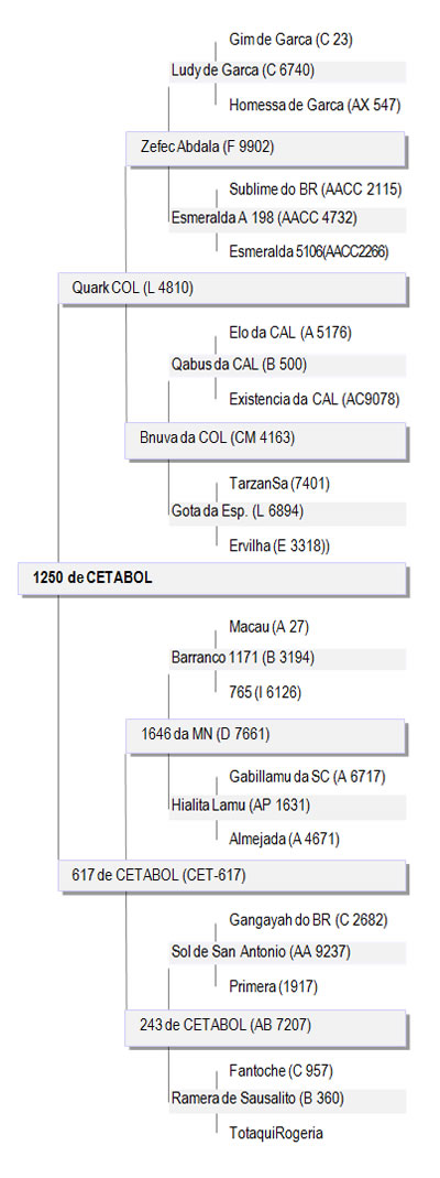 genealogia1250